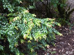 Image result for Vaccinium stanleyi