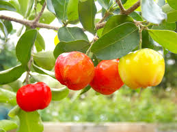 Find & download free graphic resources for barbados cherry. Barbados Cherry Louie S Nursery Garden Center Riverside Ca