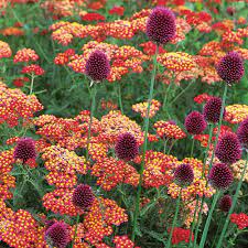 Achillea Allium Collection Red Highlights In 2021 Summer Flowers Garden White Flower Farm Colorful Flower Beds
