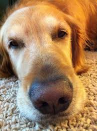 4,273 likes · 55 talking about this. One Of Our Family Dogs Moose Adopted From Golden Retriever Rescue In Fairbanks Alaska Golden Retriever Rescue Golden Retriever Cat Adoption