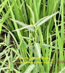 Image result for Aeschynomene afraspera