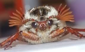 images?q=tbn:ANd9GcR0beFK912sm4SJHEcGxD2