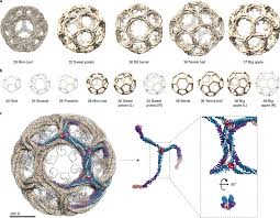These specialized organelles are involved in the intracellular trafficking of receptors and endocytosis of a variety of macromolecules. Identification Of Multiple Clathrin Cage Architectures A Cryo Em Maps Download Scientific Diagram