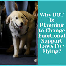 Why Dot Is Planning To Change Emotional Support Laws For Flying In 2020 Emotional Support Emotional Support Animal Emotions