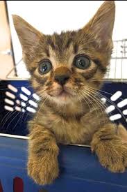 There are many, many cats and kittens available for adoption at shelters and in foster care throughout san diego county. Looking To Adopt A Pet Here Are 4 Cuddly Kittens To Adopt Now In San