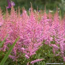 Amethyst Astilbe Astilbe Arendsii Astilbe Best Perennials