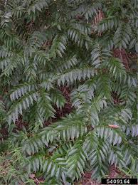 Image result for Toona