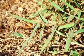 Image result for Melinis longiseta