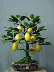 Bonsai Fruit Plant At Rs 1500 Piece Bonsai Plants Id 14863529648