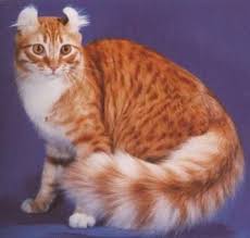 pin by funda onay on pets cute cats and kittens rare cats rare cat breeds