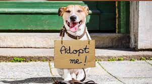 Start your adoption journey online or at a petsmart near you. Adoption Event Friends Of The Burlington County Animal Shelter