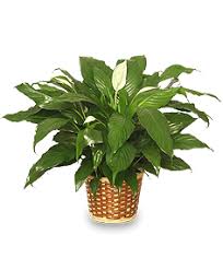 It's understandable then that seeing your peace lily plant's leaves turning yellow would cause you to worry. Why Does My Peace Lily Have Yellow Leaves