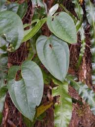 Image result for Dioscorea cayenensis