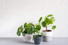 Houseplants Plants Decor Home Decor Interior Style Plant Corner Pilea Peperomioides Nordic Style Scandinavian Living V Chinese Money Plant Plants Indoor Plants