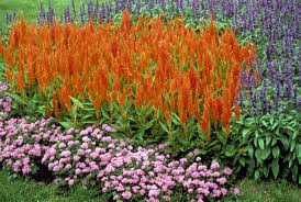 Image result for Celosia elegantissima