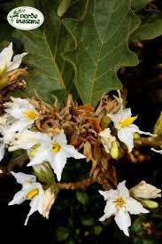 Fiori bianchi orto spontanee : Solanum Torvum Dall Orto Al Giardino