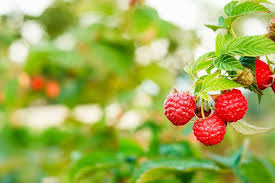 O schema de plantare la zmeura va rog frumos! Cum Ingrijim Corect PlantaÈiile De ZmeurÄ PrimÄvara