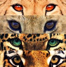 Eyes On Fire The Featured Creature Animals Big Cats Animals Wild