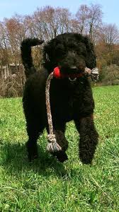 A global registry for all pure breed dogs. Proud To Introduce Swiss Mountain Australian Cobberdogs Facebook