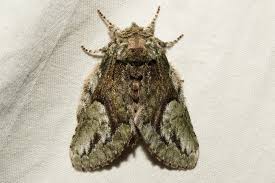 Image result for Heteromorpha involucrata