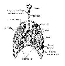 Respiration Worksheet Answers Wikieducator