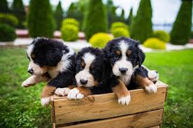 The price of bordernese puppies. Bernese Mountain Dog Great Pet Care