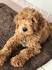 Goldendoodle Puppies for Sale in Virginia