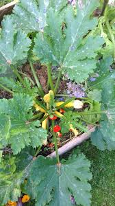 Plan De Courgettes Qui Donne Qui Donne Mes Courgettes Adorent Le Compostage De Surface Plan De Courgette Compostage Potager