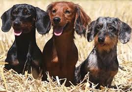 Teach your dog 100 english words is a unique vocabulary and respect training program that will teach your adult dog to listen to you and do what. Dachshund Wire Haired Dachshund Long Haired Dachshund