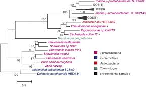 Check out amazing scp_049 artwork on deviantart. The Alkaline Phosphatase Phox Is More Widely Distributed In Marine Bacteria Than The Classical Phoa The Isme Journal