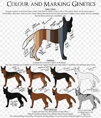 Belgian shepherd dog (malinois) last updated march 1994 a breed standard is the guideline which describes the ideal characteristics, temperament and appearance including the correct colour of a breed and ensures that the breed is fit for function. Dog Breed Malinois Dog German Shepherd Belgian Shepherd Non Sporting Group Png 829x963px Dog Breed Animal