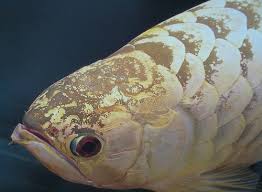 Ornamental fish breeder and trader xian leng holdings bhd posted a lower net loss of rm38,000 in the second quarter ended july 31, 2018, from. Asian Arowana Sharing My Passion And Experiences With You