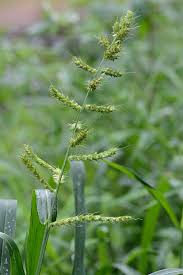Image result for Echinochloa