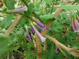 Image result for Iochroma