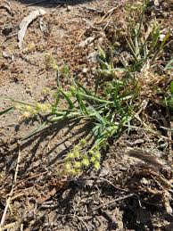 Image result for Cenchrus incertus