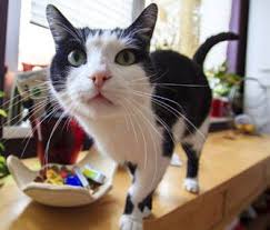 Helpful Tips For Keep Your Cat Off Counters And Tables Cat Facts Cats Cat Behavior