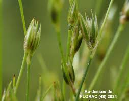 Image result for Juncus bufonius