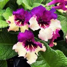 Image result for Streptocarpus goetzei