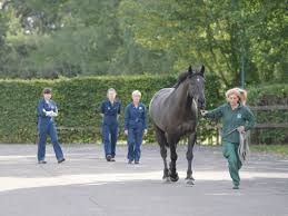 An injured leg being prepared for an ultrasound scan. Suspensory Injuries Horse And Rider