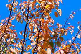 サトウハチロー Just The Way You Are