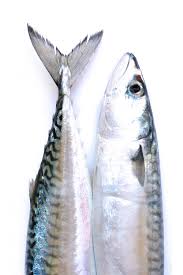 Mackerel Still Mary Jo Hoffman Produits De La Mer Poisson Animales
