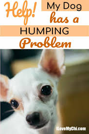 Don't make a big deal out of it. Help My Dog Has A Humping Problem I Love My Chi