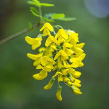 Image result for Sesbania sesban