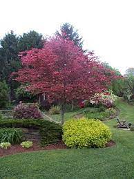 Beech tree pictures gallery contains many photos of american, english, european beech trees, facts on beech types, we have lots beautiful full size each beech tree photo you like, just click on the image to enlarge the beech tree picture. Tri Coloured Beech 2 Outdoor Landscaping Outdoor Gardens Ground Cover Plants