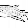 Baby shark and pinkfong coloring pages for kids. 1