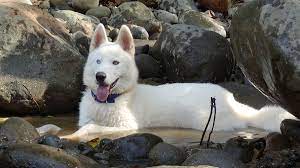 Most common colors are black and white, white and brown, and white and red. File Pure White Siberian Husky Jpg Wikimedia Commons