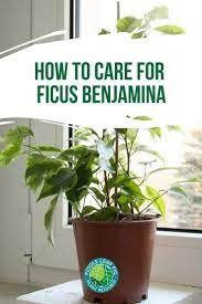 How To Care For Ficus Benjamina Ficus Benjamina Ficus Tree Care Ficus Tree Indoor