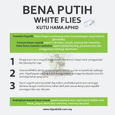 Bena putih yang banyak bawah daun pokok cili aku tu dia kata memang berkesan pun halang serangga tu datang semula. Bawah Daun Akak Ada Putih Putih Cara Organik Buat Bena Insaf Hijau Khidir