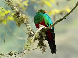Female has brown head and duller brownish chest and bill. Golden Headed Quetzal Alchetron The Free Social Encyclopedia