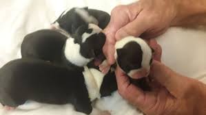 We love the pets in our care and want to ensure that they only go to the best of homes. Have You Seen These Boston Terrier Puppies They Were Pup Napped